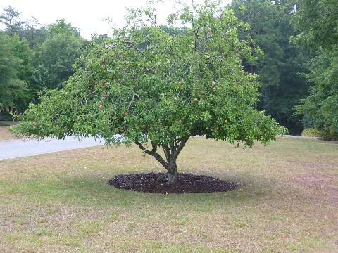 Compost n Mulch 025 Medium Web view.jpg